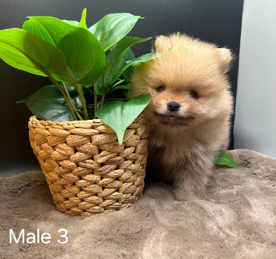 Les chiots de Spitz allemand