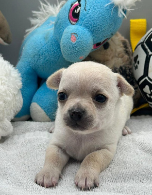 Les chiots de Chihuahua