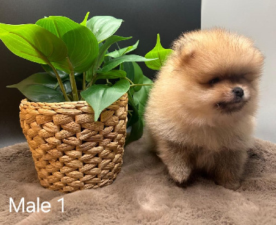 Les chiots de Spitz allemand