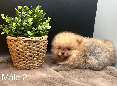 Les chiots de Spitz allemand