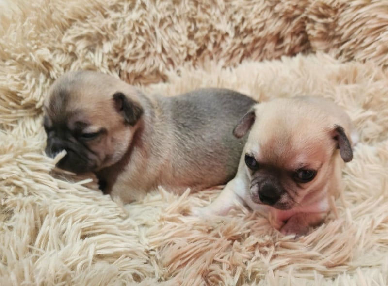 Chihuahua - Jardin de la Petite Etoile