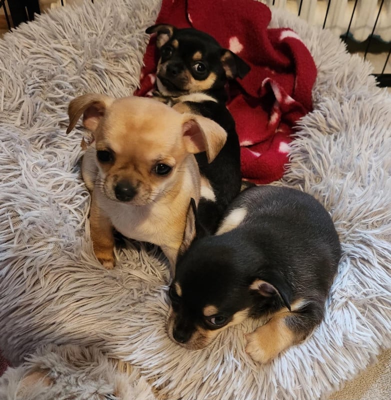 Chihuahua - Jardin de la Petite Etoile