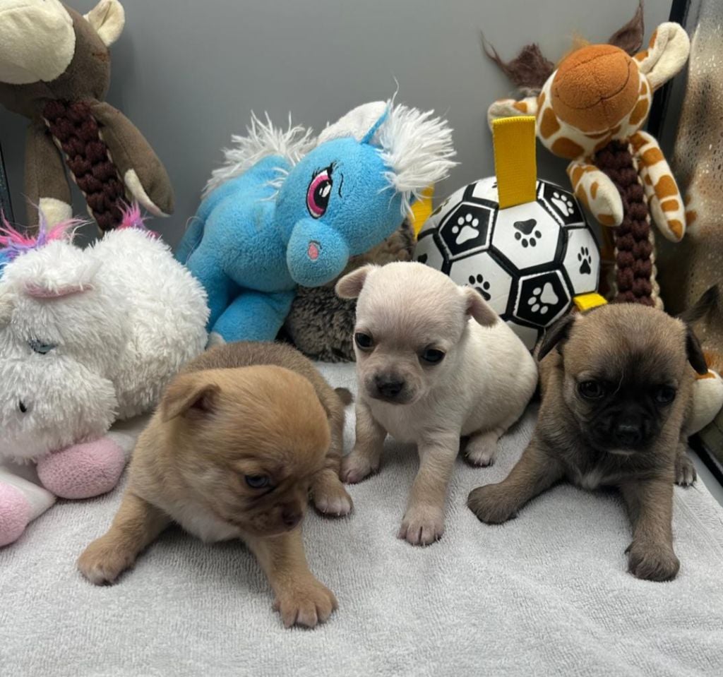 Chihuahua - Jardin de la Petite Etoile