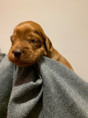 Les chiots de Setter irlandais rouge