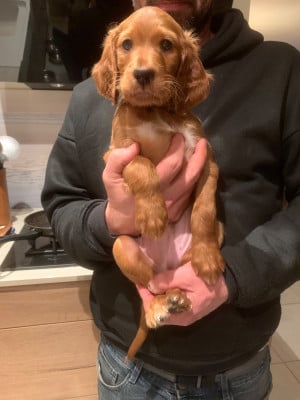 Les chiots de Setter irlandais rouge