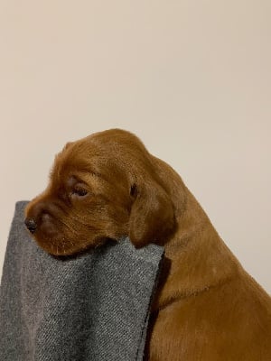 Les chiots de Setter irlandais rouge