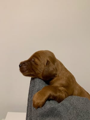 Les chiots de Setter irlandais rouge