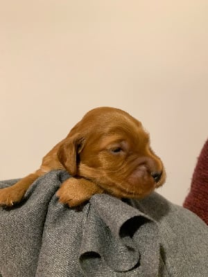 Les chiots de Setter irlandais rouge