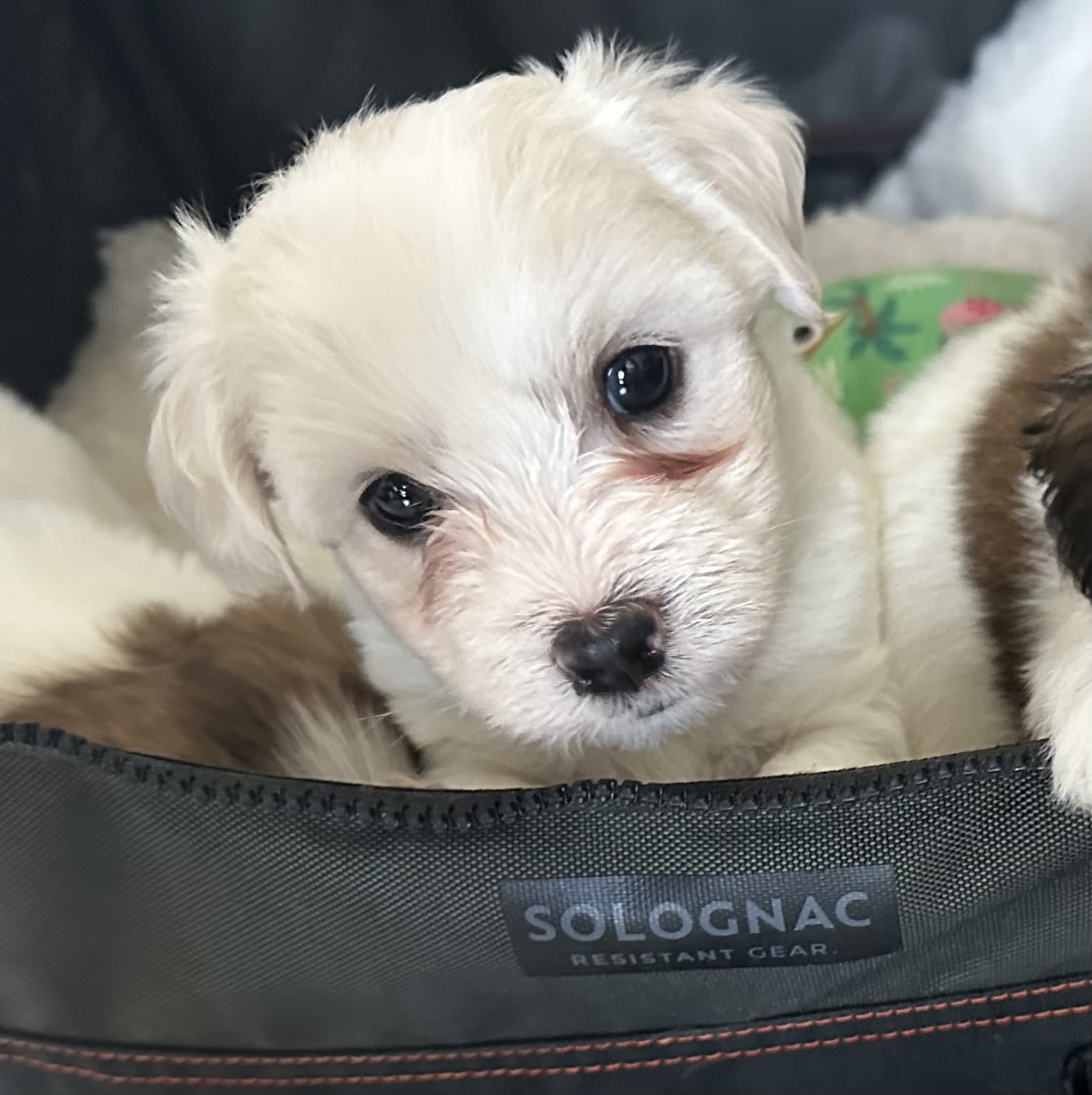 Bodum - Coton de Tulear