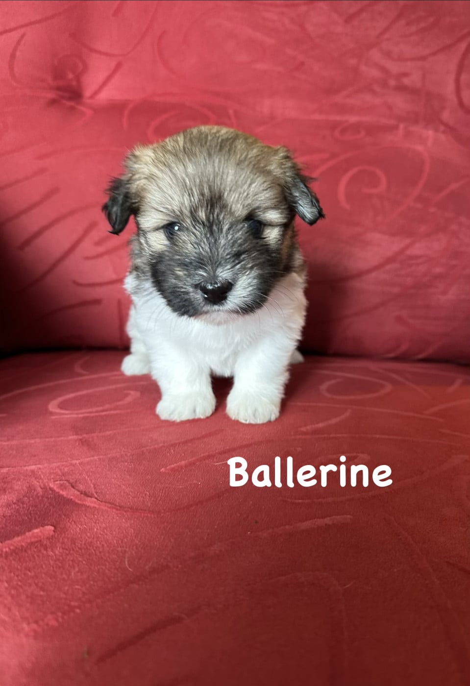 Ballerine - Coton de Tulear