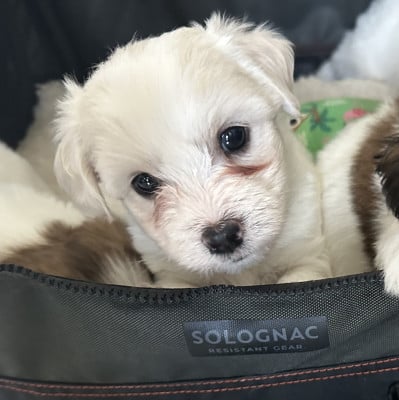 Les chiots de Coton de Tulear
