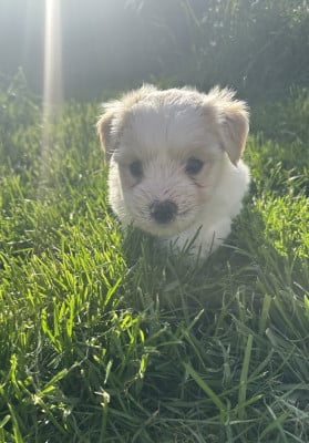 Les chiots de Coton de Tulear