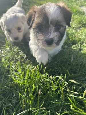 Les chiots de Coton de Tulear