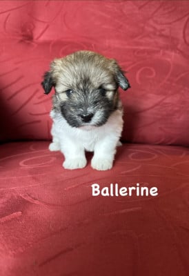 Les chiots de Coton de Tulear