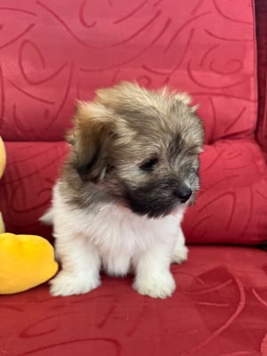 Les chiots de Coton de Tulear