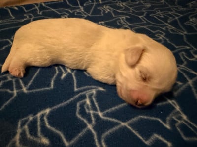Les chiots de Coton de Tulear