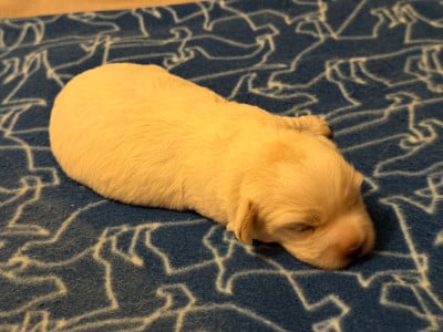 Les chiots de Coton de Tulear