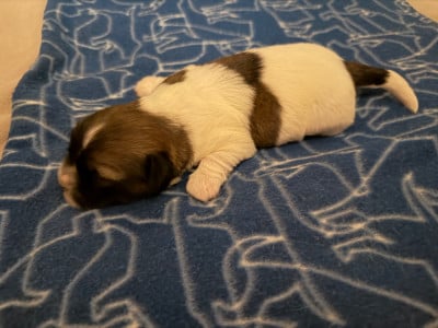Les chiots de Coton de Tulear