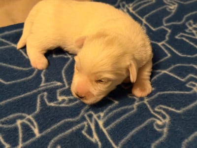 Les chiots de Coton de Tulear