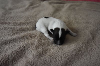 Les chiots de Epagneul nain Continental (Papillon)