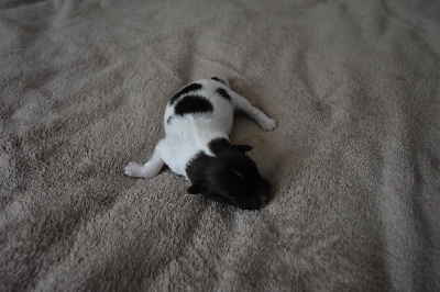 Les chiots de Epagneul nain Continental (Papillon)