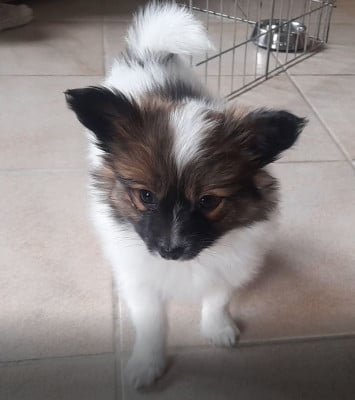 Les chiots de Epagneul nain Continental (Papillon)