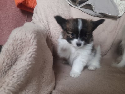 Les chiots de Epagneul nain Continental (Papillon)