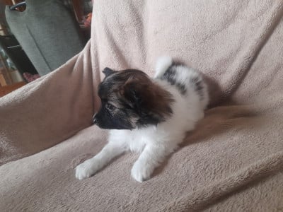 Les chiots de Epagneul nain Continental (Papillon)