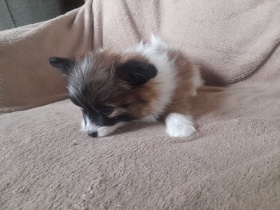 Les chiots de Epagneul nain Continental (Papillon)