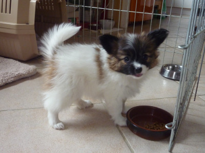 Les chiots de Epagneul nain Continental (Papillon)