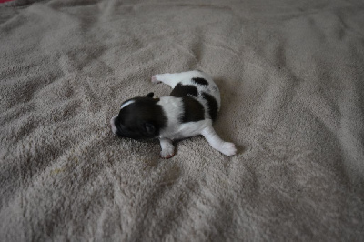 Les chiots de Epagneul nain Continental (Papillon)