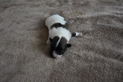Les chiots de Epagneul nain Continental (Papillon)
