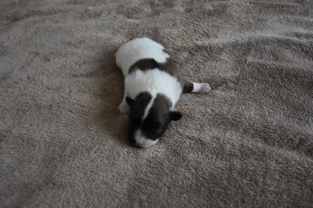 CHIOT 3 - Epagneul nain Continental (Papillon)