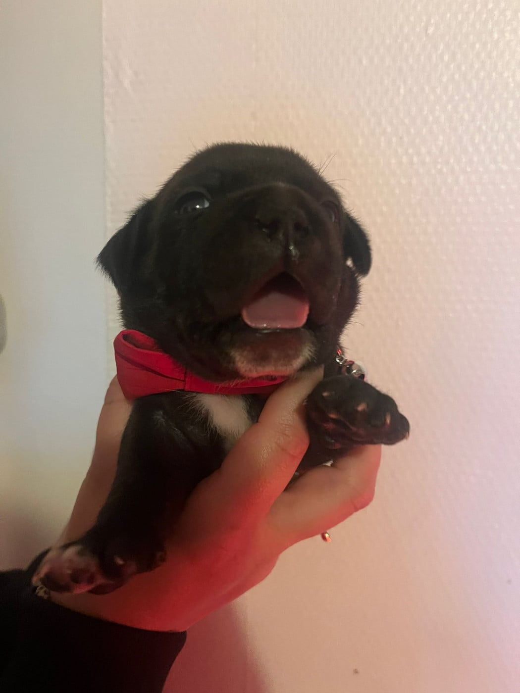 Chiot N°1 - Staffordshire Bull Terrier