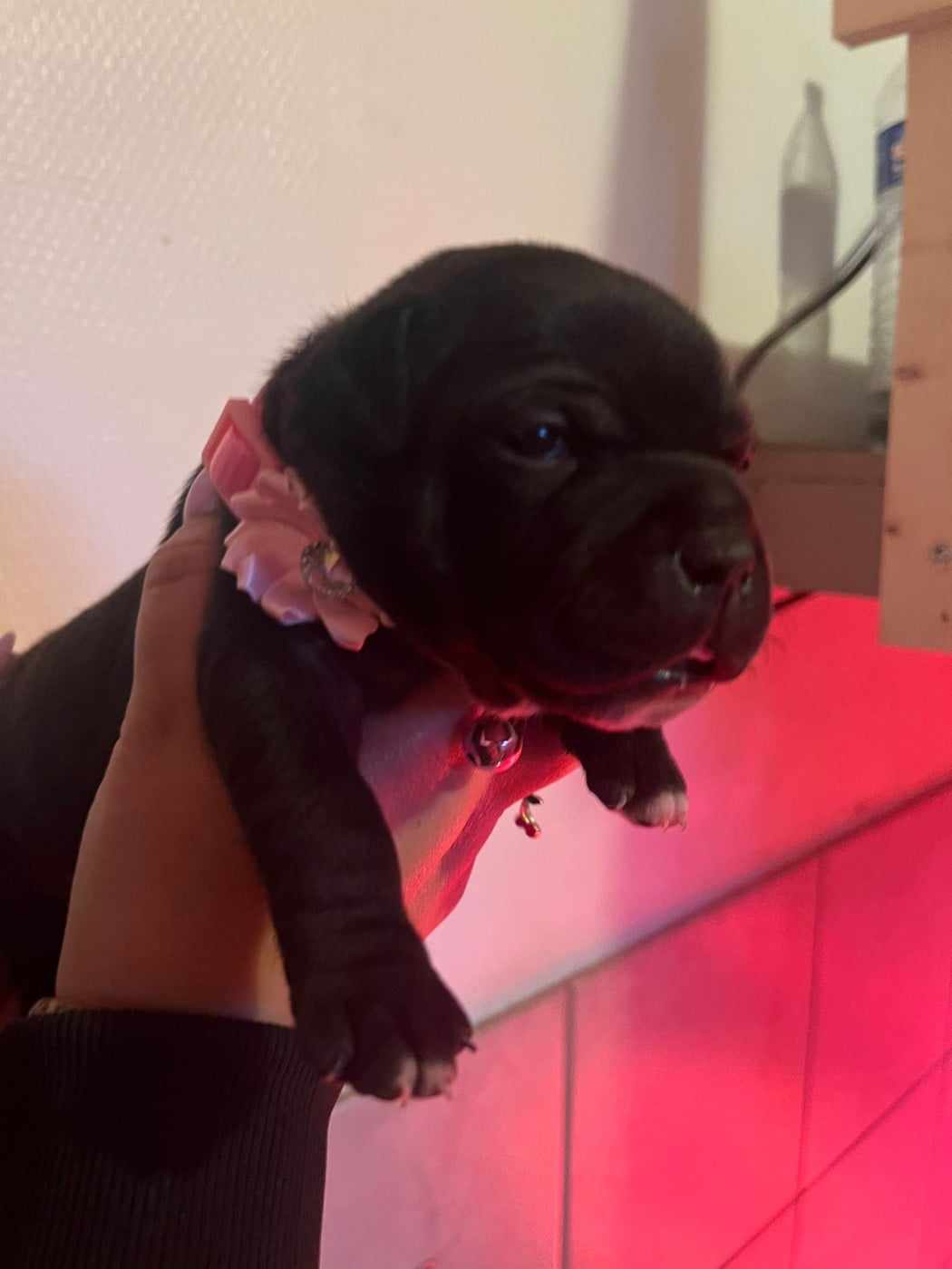 Chiot N°2 - Staffordshire Bull Terrier