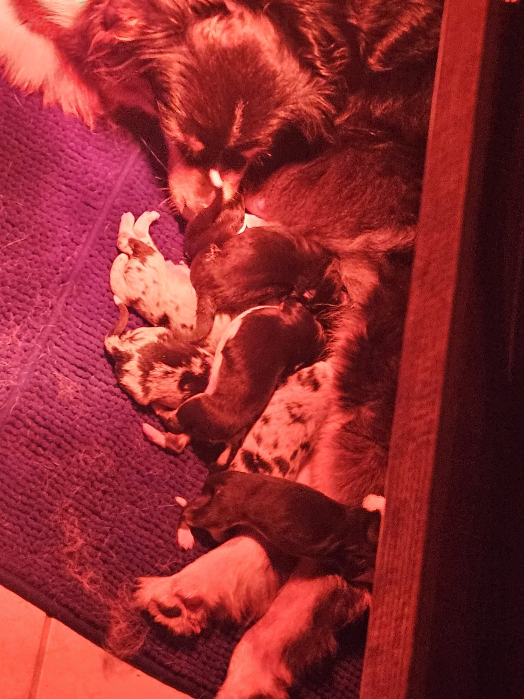 Berger Australien - (Sans Affixe)