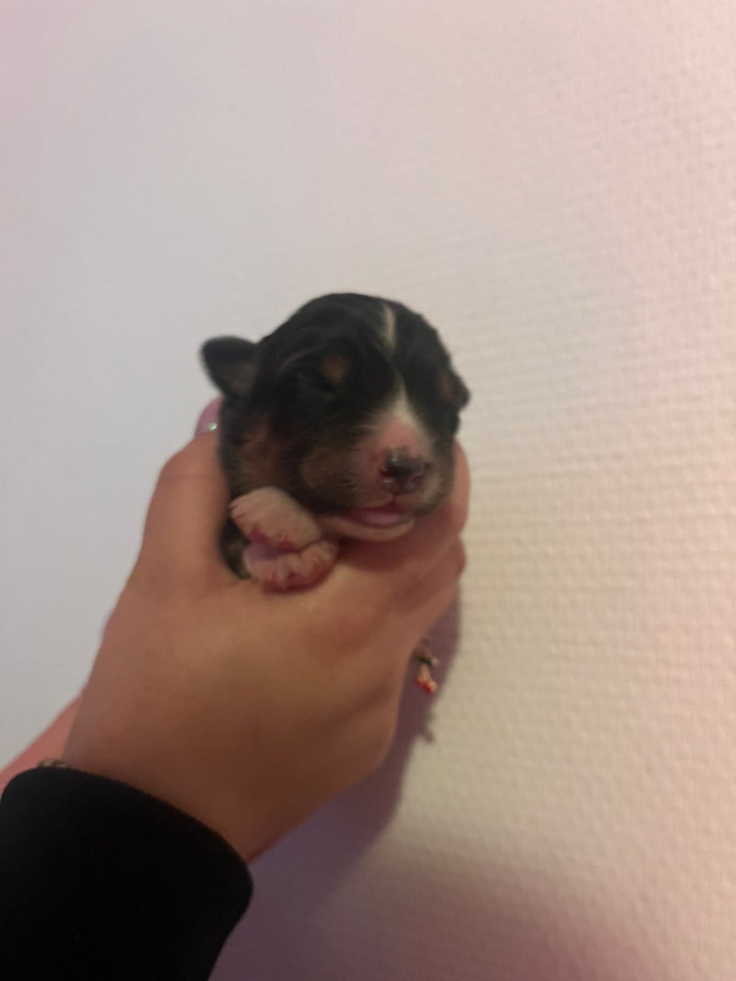 Chiot N°1 - Berger Australien