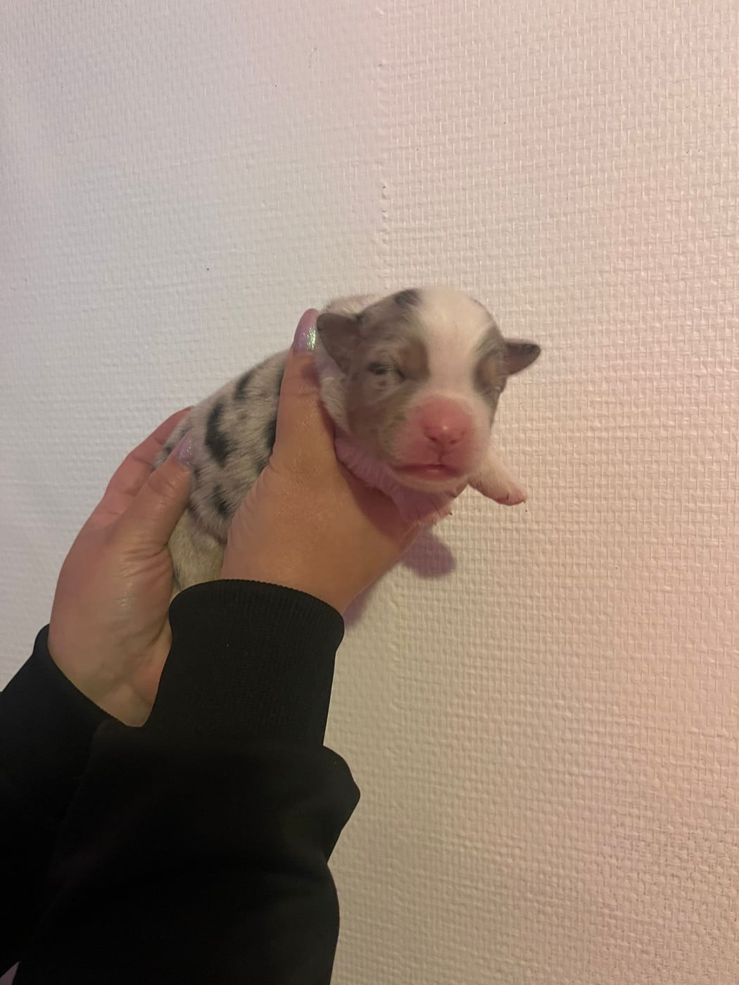 Chiot N°4 - Berger Australien