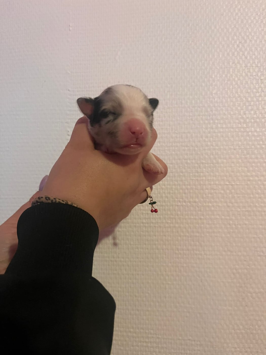 Chiot N°7 - Berger Australien