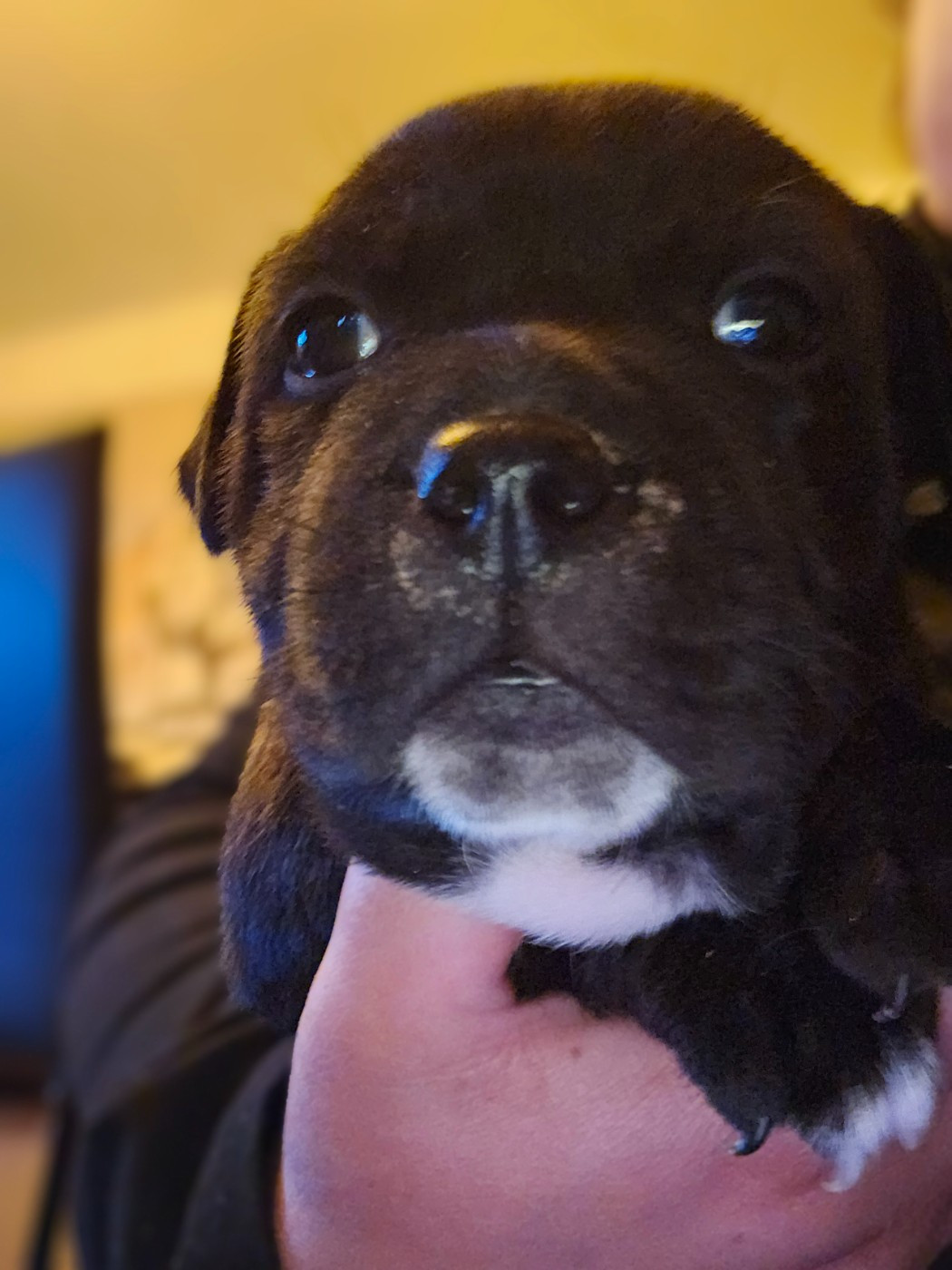 Chiot N°1