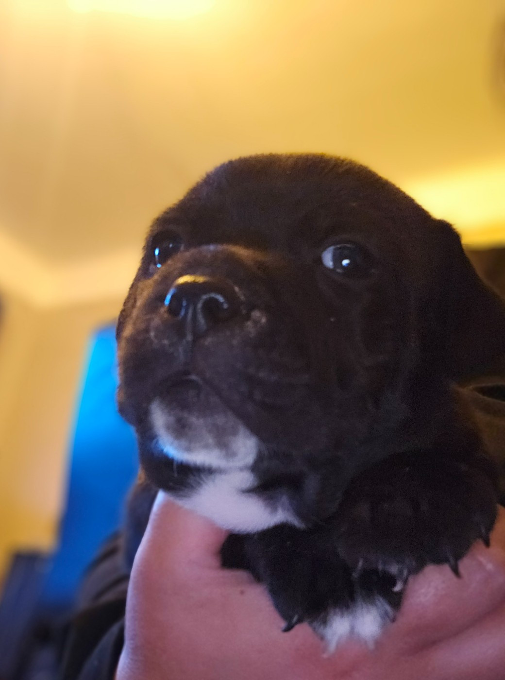 Chiot N°1