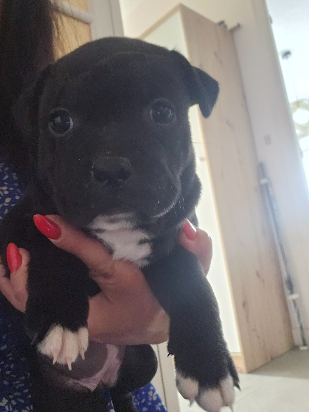 Chiot N°2