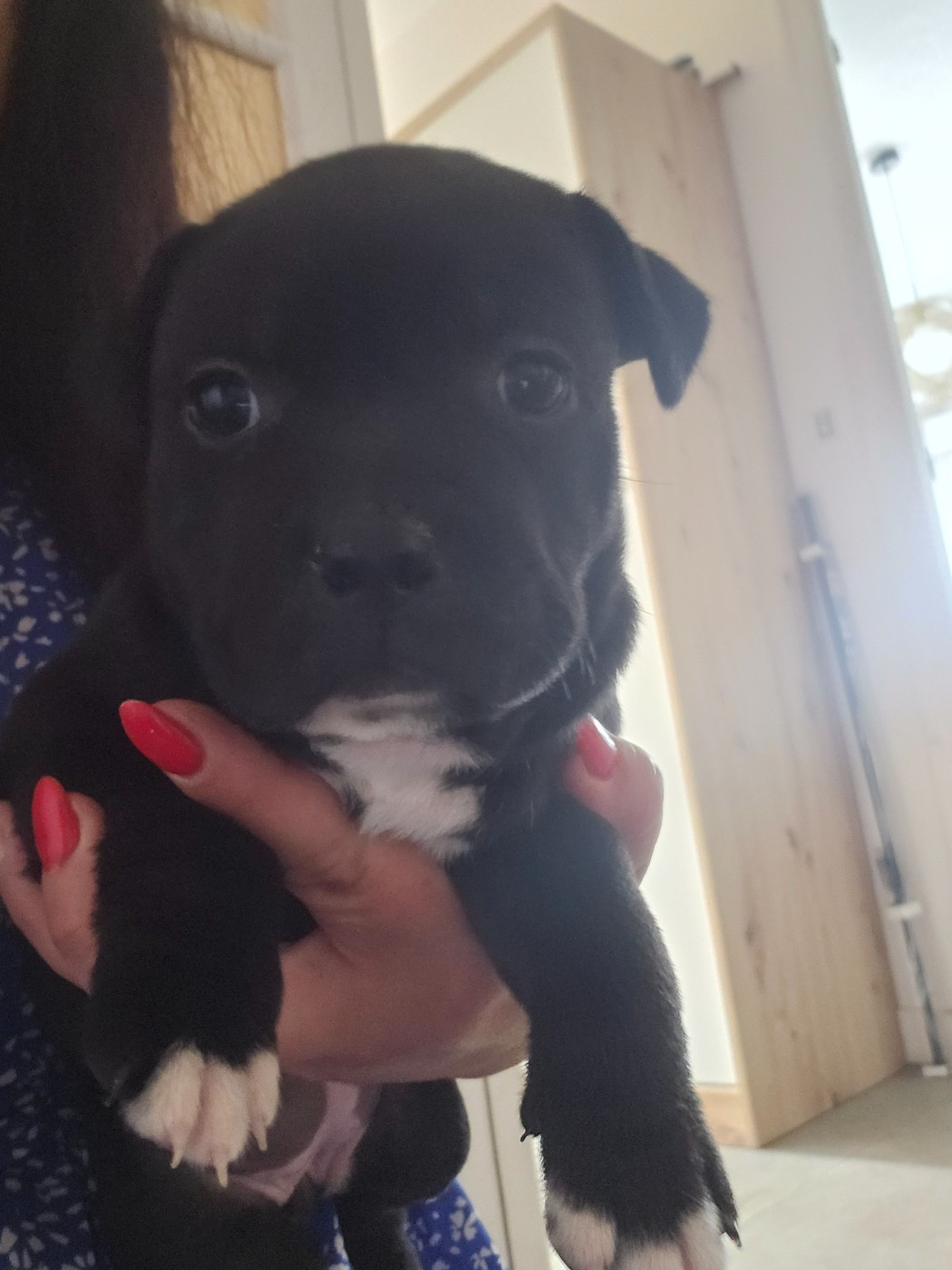 Chiot N°2