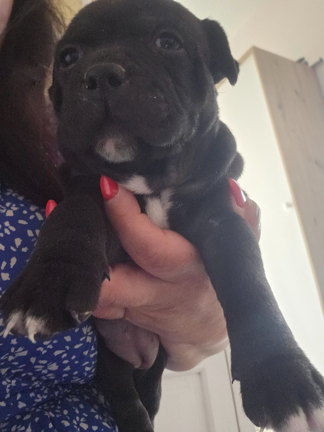 Chiot N°3
