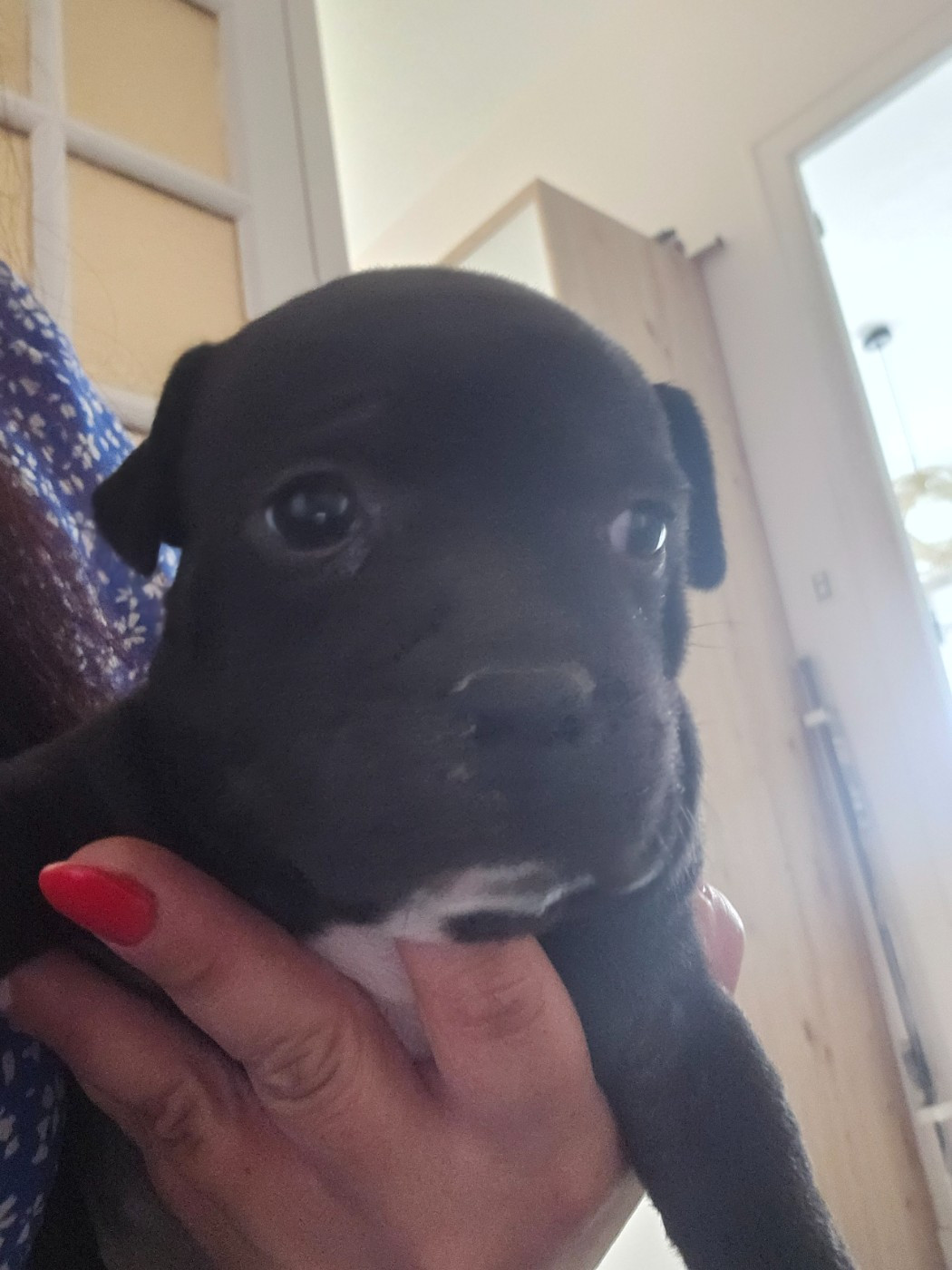 Chiot N°3