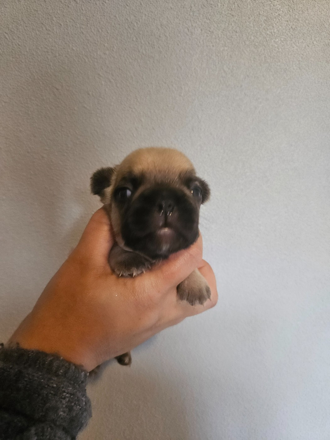 Chiot 5