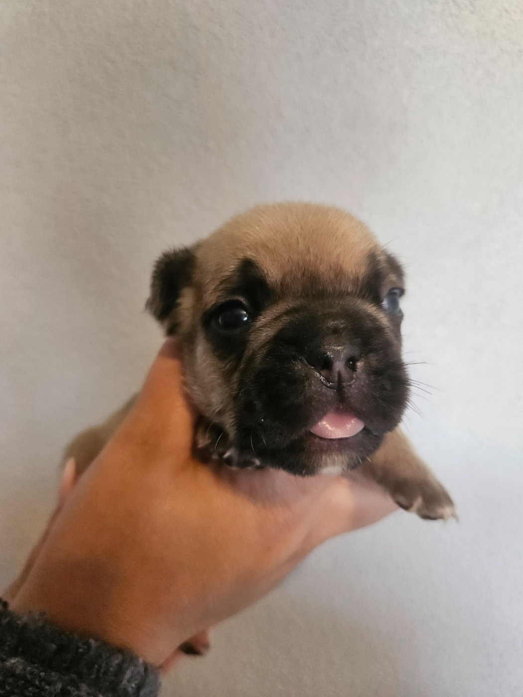 Chiot 4