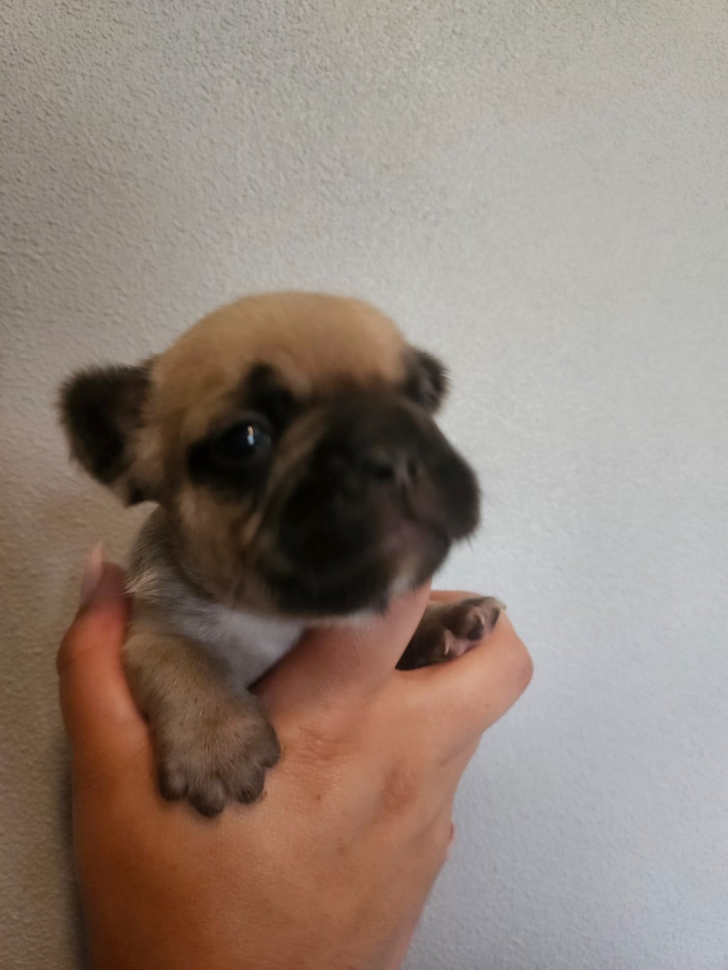 Chiot 4