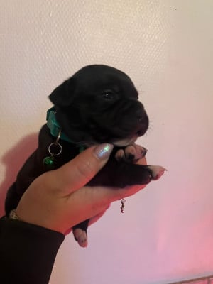 Les chiots de Staffordshire Bull Terrier