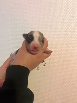 Les chiots de Berger Australien